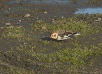 Snow_Bunting_Girdle_Ness_151109c.jpg