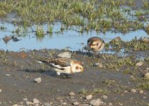 Snow_Bunting_Girdle_Ness_151109e.jpg