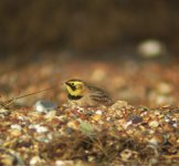 Shorelark5.jpg