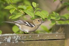 f-chaffinch-d-816[1].jpg