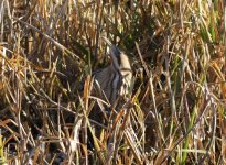 Photo5Bittern.JPG