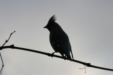 Waxwing Sil voke.jpg