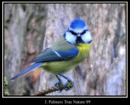 blue-tit-copy-2.jpg