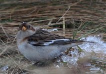 snow bunting 2 s.jpg