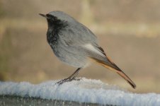 Photo4BlackRedstart.JPG