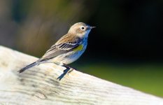 yellow rumped warbler1 l small.jpg