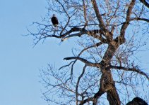 bald_eagle [Desktop Resolution].JPG