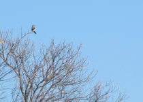 Northern_shrike_edited [Desktop Resolution].JPG