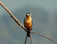 CollaredFalconet1 - Copy.jpg