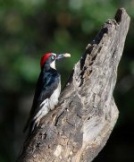 AcornWoodpecker1 - Copy.jpg