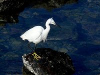 L1350420_Little Egret.jpg