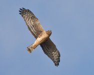 Hawk In Flight_52413BF.jpg