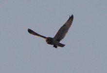 Photo3ShortEaredOwl.JPG