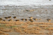 Twite 091209 DSCN3388.jpg