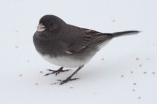 Grey-White Small Bird_52451BF.jpg