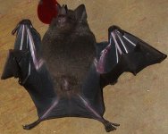 Panama Bat.jpg