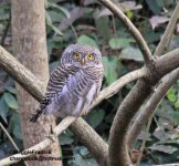 Barred Owlet s.jpg