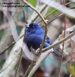 Slaty Bunting s.jpg