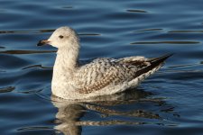 Herring Gull 1cy Winter_001.JPG