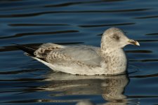 Herring Gull 2cy Winter_003.JPG