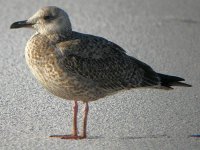 Larus.jpg