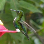 Emerald-bellied Puffleg DSCF2462.jpg