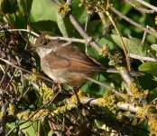 WhitethroatQ01.jpg