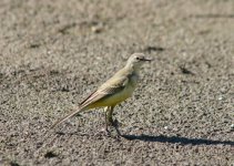 Grey-headed Wagtail-thumb.jpg