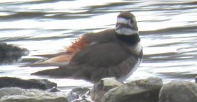 kildeer 103.jpg