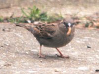 Sparrow&mealworm.jpg