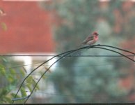 rosefinch5.jpg