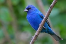 18818IndigoBunting.jpg