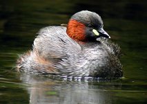 Little grebe web.jpg