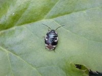 copy of pied shieldbug2.jpg