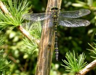 Golder-ringed Dragonfly.m.Shearwater area.15-07-05.jpg