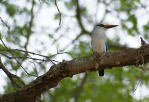 470 Woodland Kingfisher.jpg