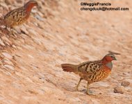 Bamboo partridge s.jpg