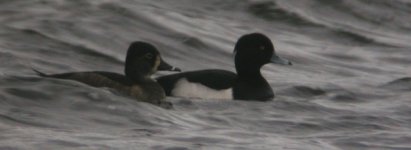 Ring-necked Duck.JPG