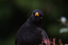 Blackbird2.jpg