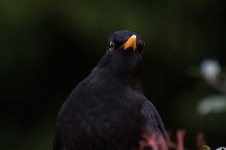 Blackbird4.jpg