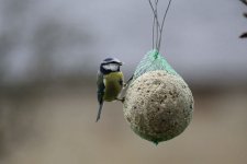 Blue tit.jpg