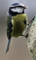 Blue tit  cropped.jpg