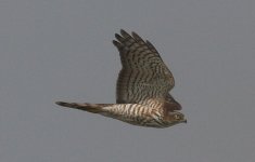 1.Sparrowhawk.JPG
