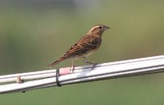 5.YellowBreastedBunting.JPG