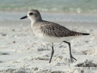 11-030 Sandpiper -  Naples Beach.jpg