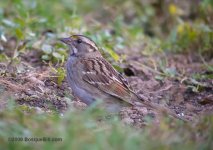 White-throated_Sparrow_800w_DSCN0391.jpg