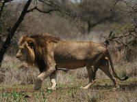 Male  Lion 6359.jpg