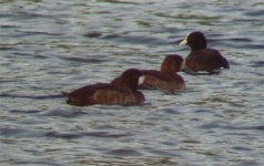 Scaup Emails 03.jpg