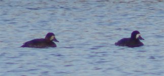 Scaup Emails 04.jpg