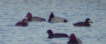 Scaup Emails 05.jpg